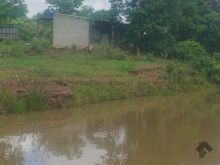 73 ha - pecuária dupla aptidão - peixes