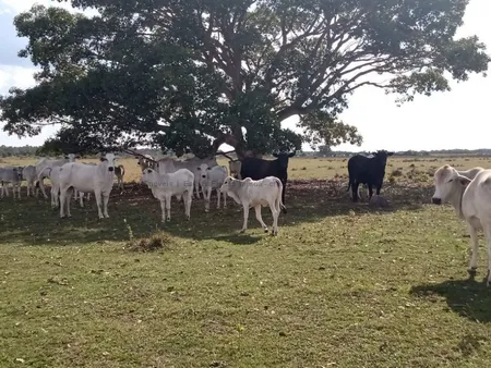 Fazenda em Zona Rural