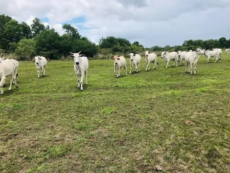 Fazenda em Zona Rural