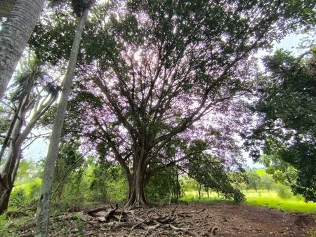 Área em Mata do Segredo