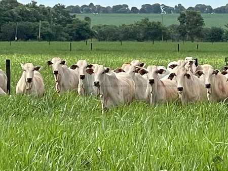 Fazenda em Zona Rural