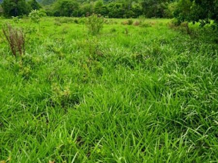Fazenda em Zona Rural