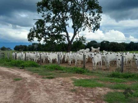 Fazenda em Zona Rural