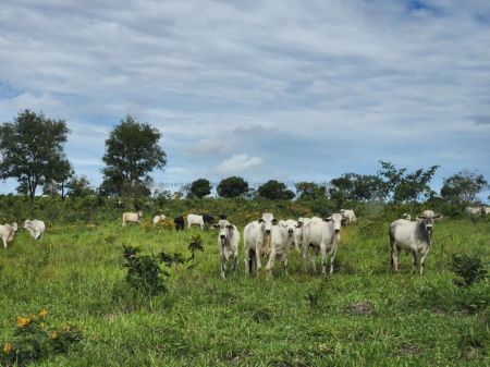 Fazenda em Zona Rural