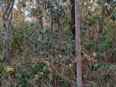 Terreno em Parque Atlântico