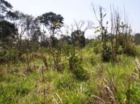 Área em Vila Palmeiras