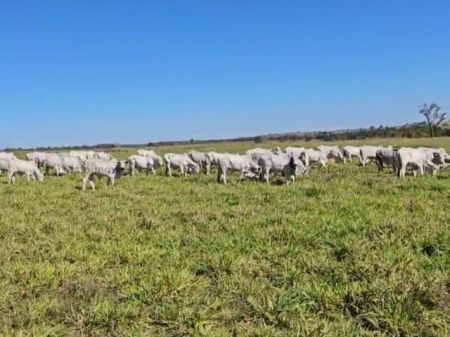 Fazenda em Zona Rural