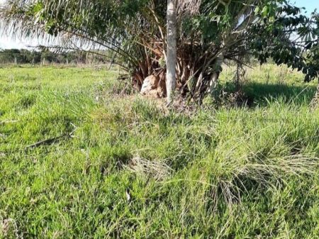 Fazenda em Zona Rural