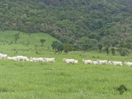 Fazenda em Zona Rural