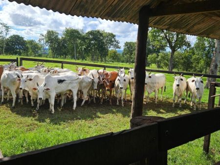 Fazenda em Zona Rural
