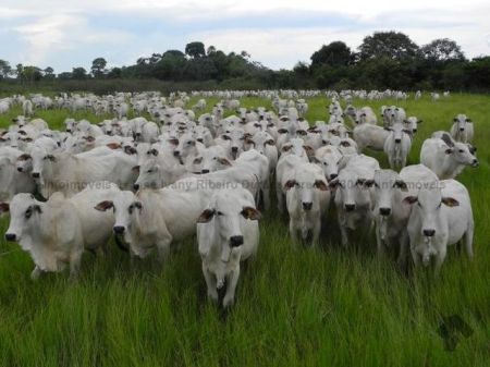 Fazenda em Zona Rural